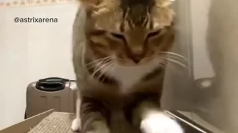 Funny cats