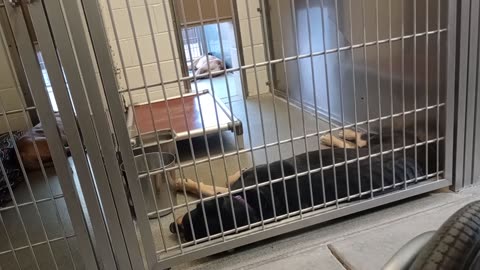 Scooby-tan outside 2y A820303 Rayna 6y A851944 kennel 229 harry haven PACC shelter tired nervous785