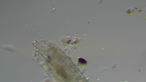 Ditch Water Microorganisms