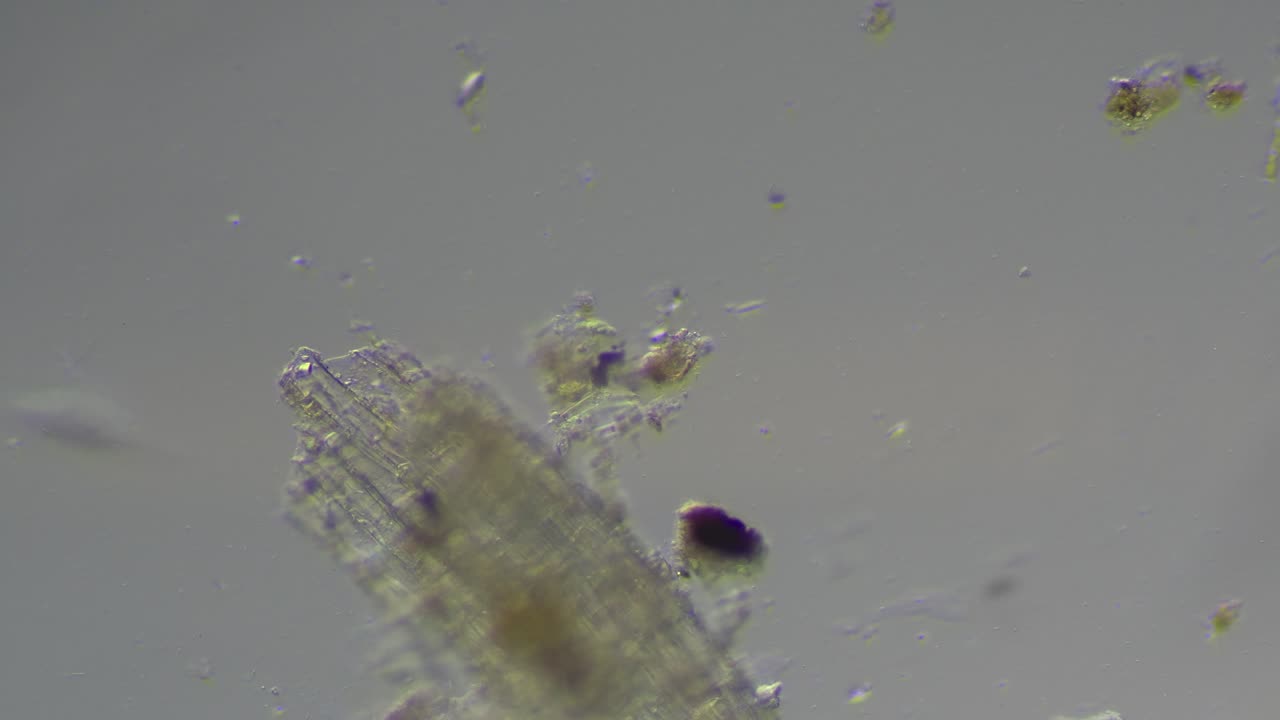 Ditch Water Microorganisms
