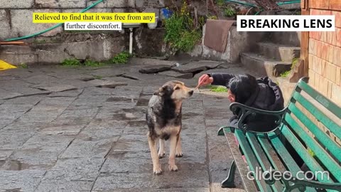 A stray dog with a bone stuck in its mouth is saved by rescuers