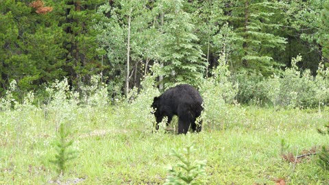 Black Bear in Banff National Park