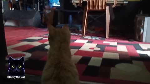 Blacky with his friends, then rested because he was tired