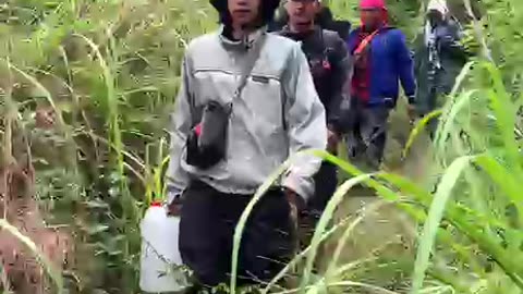 Exploring the Beauty of the Forest