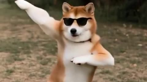 Coolest Dog on the Internet? 😎🐕 Watch This Shiba Shuffle Like a Star! 🌟