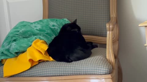 Cute Precious Piper Does a Thorough Cleaning While on Her Throne - My Adopted Shelter Cat Vlog