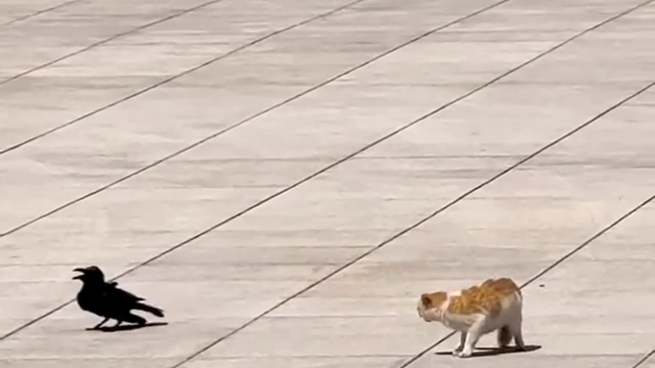 crow vs cat 😂 funniest showdown!