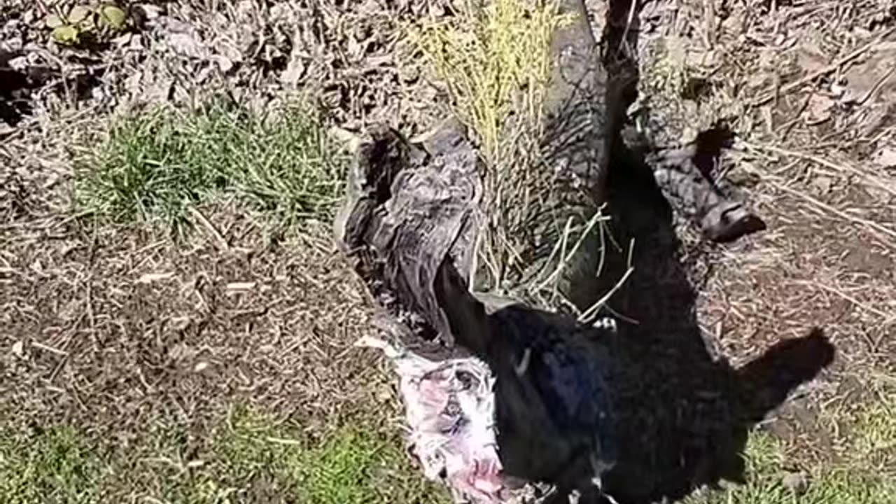 Log monster suggests that now is not the time to worry