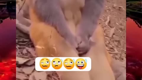 instagram funny video viral