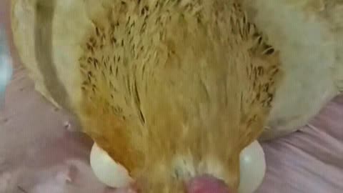 A hen that knows how to be grateful