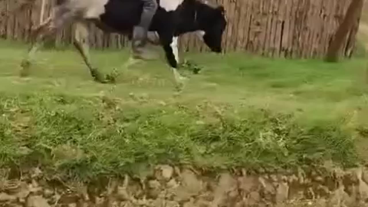 Cow Boy 😂😂