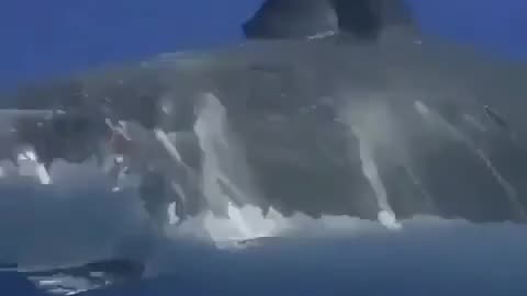 Ce petit poisson nage devant un grand requin blanc... même pas peur