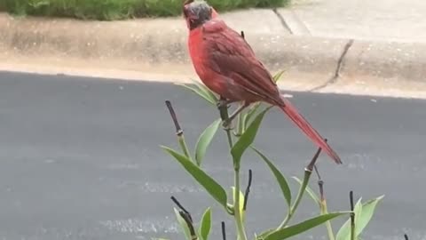 A Cardinal at My Window | 红衣主教鸟的短诗