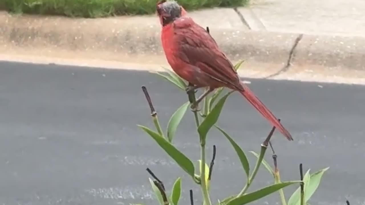 A Cardinal at My Window | 红衣主教鸟的短诗