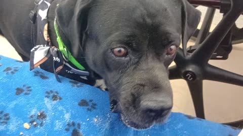 Nelly 5y A869565@TRN, in harrys haven kennel 207 PACC shelter but@TRN here she did lovely2025824917