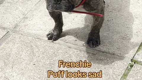 Kitten and frenchie best friends