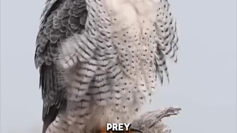 Peregrine Falcon: World's Fastest Bird in Action