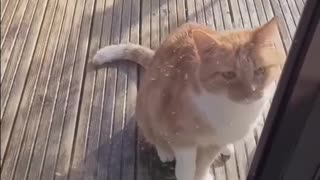 😂🐾 This Sneaky Pet Stole the Show with Its Clever Trick! | FunFM