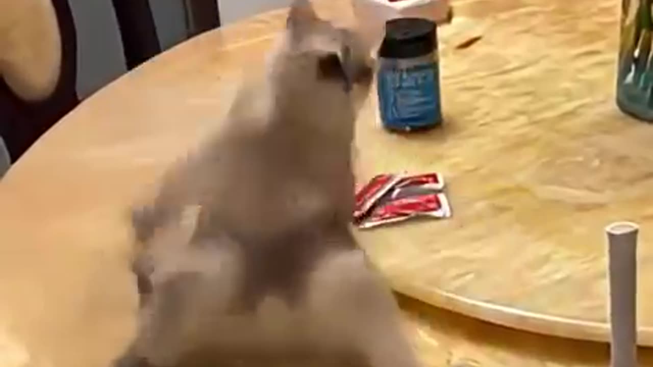 Martial art cat