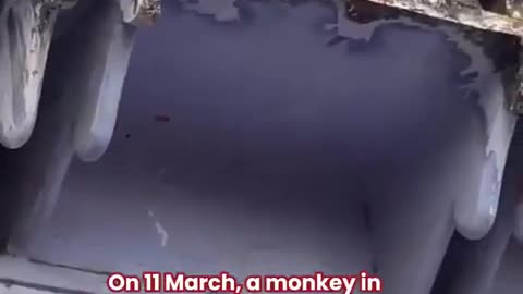 Monkeys in India have learnt that they can steal people's phone🤯 and negotiate there return for food