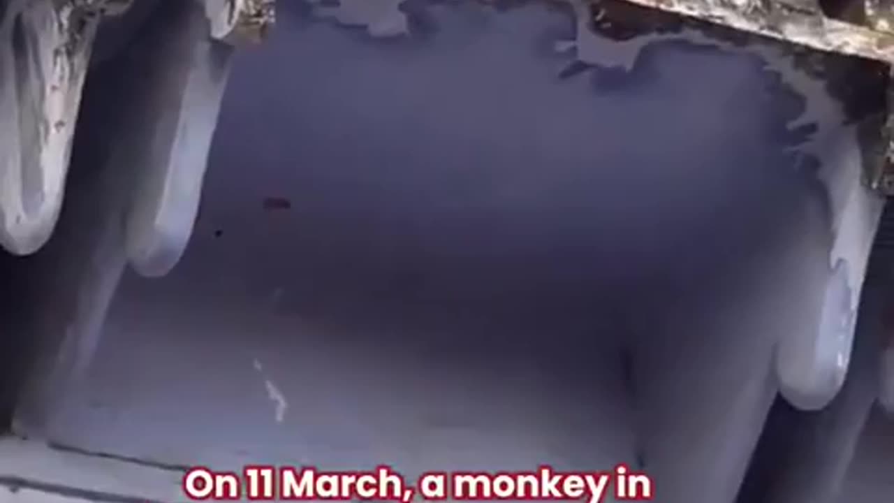 Monkeys in India have learnt that they can steal people's phone🤯 and negotiate there return for food