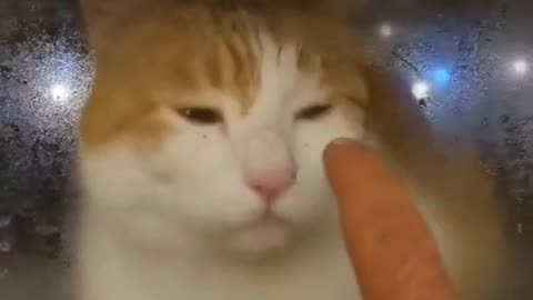 This cats name majid