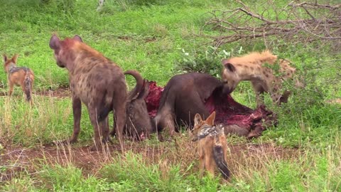 Hyenas, Jackals, and Vultures fight over a Wildebeest