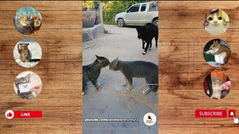Funny Animals