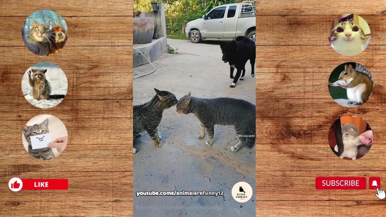 Funny Animals