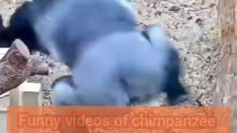 Funny videos 🤣 of chimpanzee