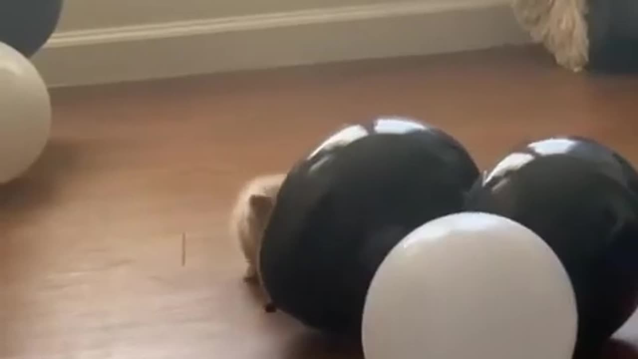 Funny animal video