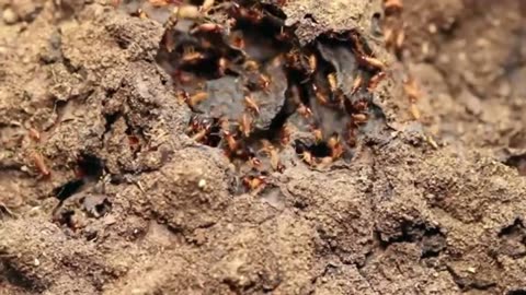 Bad Bugs - Insect Pests for Kids.