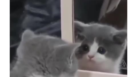 This Adorable Kitten Explores Its Reflection Curiously #shorts #tiktok #comedy #cats #kittens