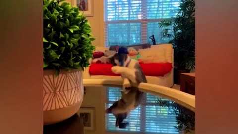 Funniest cat compilation video