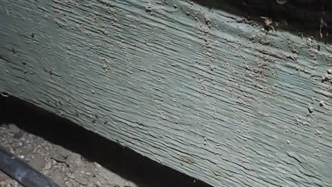saving wasp nest from ants