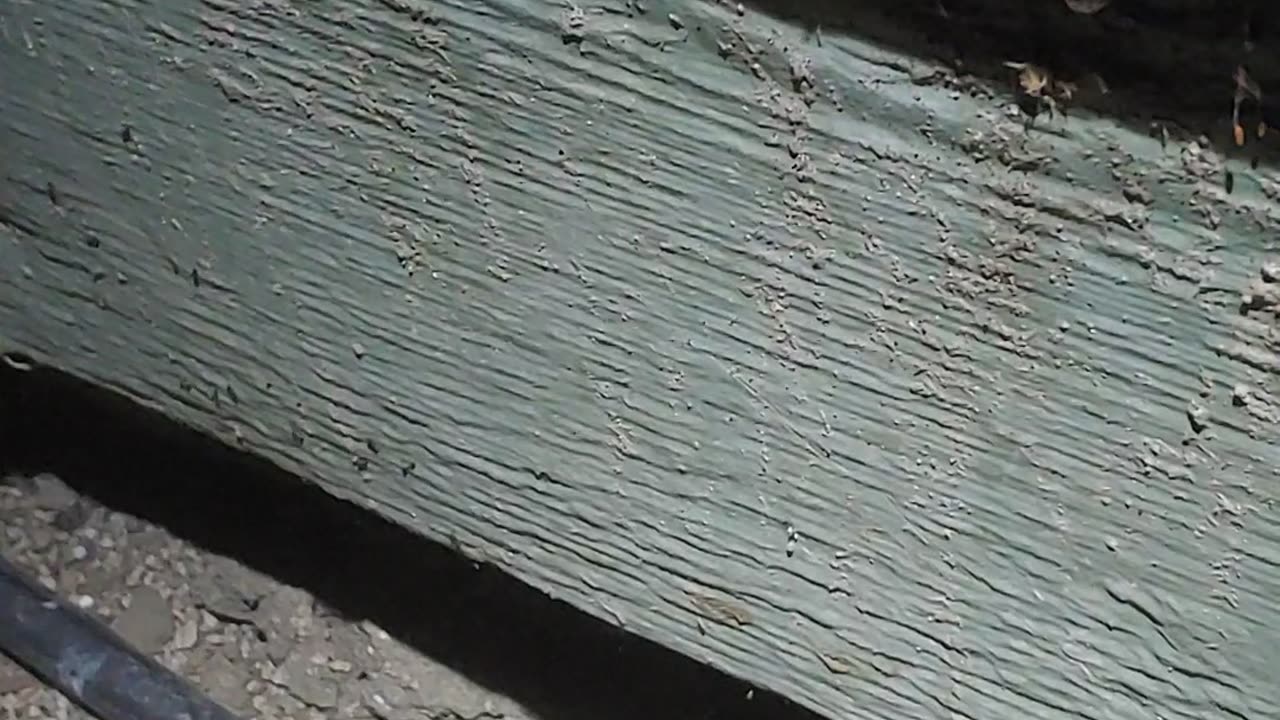 saving wasp nest from ants