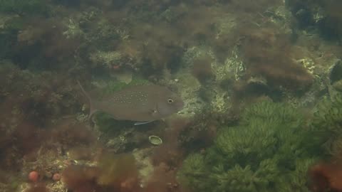 fishy close up 18 ns