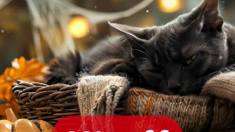 Soothing Spells for Your Space — Halloween Backgrounds ✨