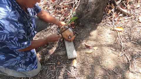 Manzana de coco