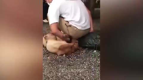 Funny animal videos😂