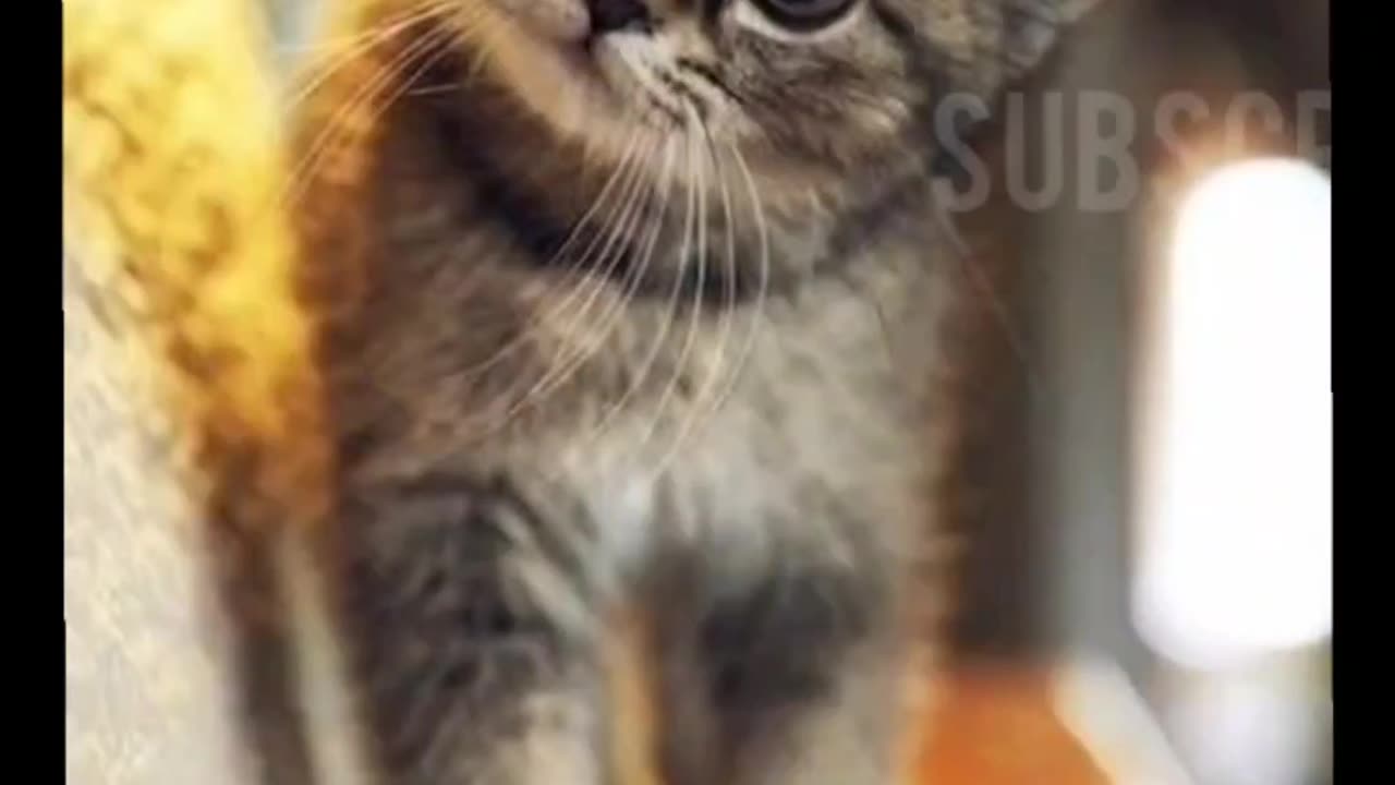 Whisker Wonders | Adorable Cats in Action 😺💕