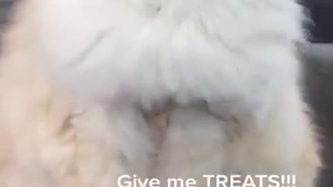 Funny cat