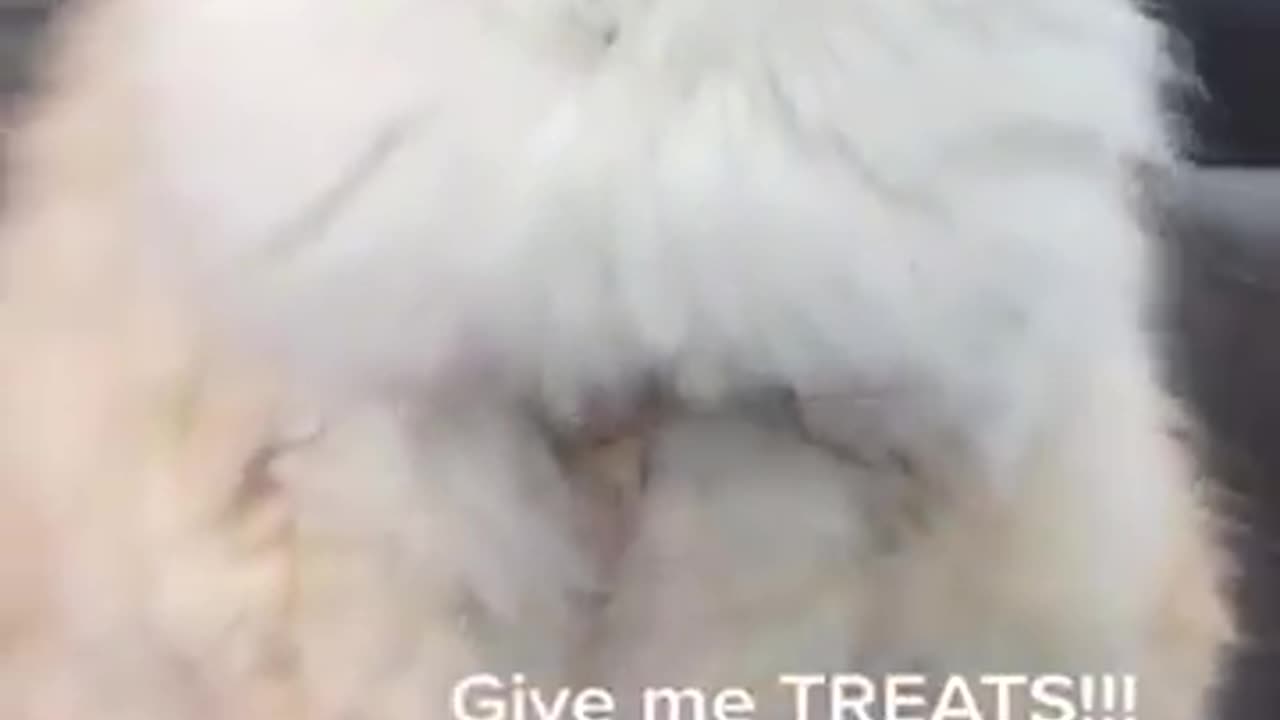 Funny cat
