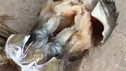 A timelapse of a crab shedding its old shell