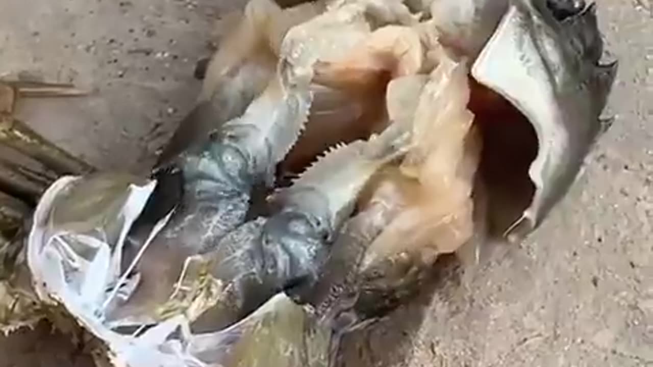 A timelapse of a crab shedding its old shell