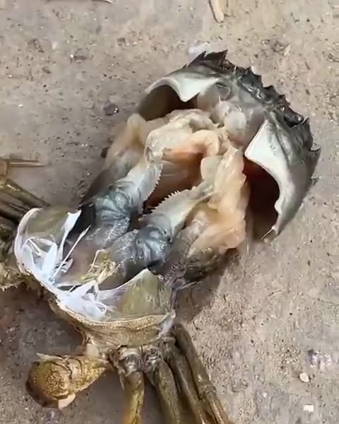A timelapse of a crab shedding its old shell