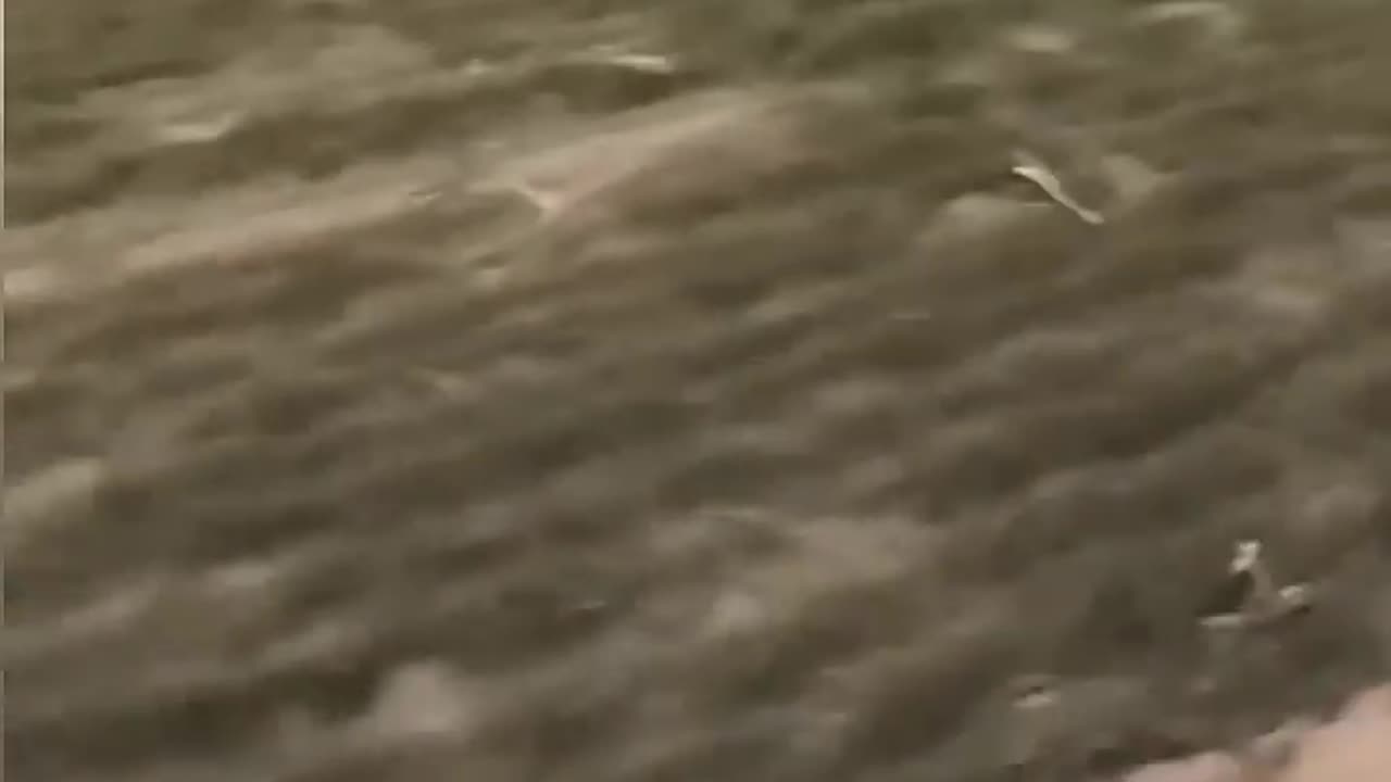 Let's see who wins.🙉😂👍