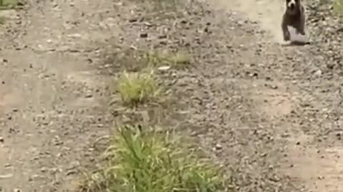 Video funny