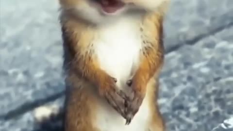 Cute Squirrel 😍