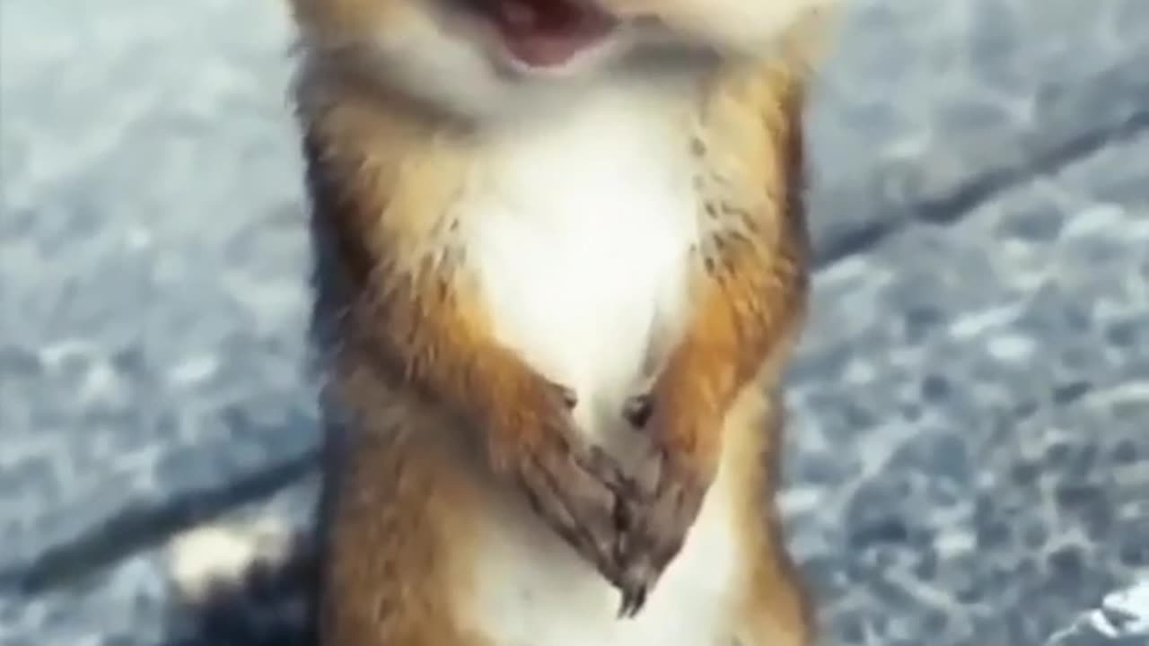 Cute Squirrel 😍
